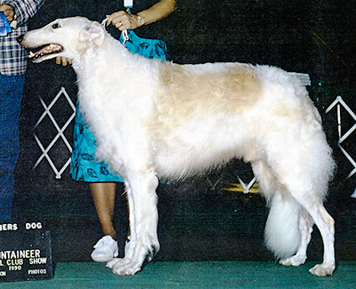 Top Obedience Borzoi 1988